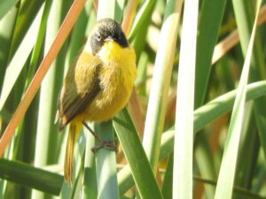 Black-polled Yellowthroat