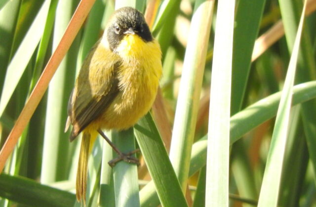 Black-polled Yellowthroat