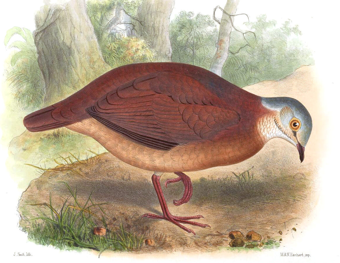 White-faced Quail-Dove