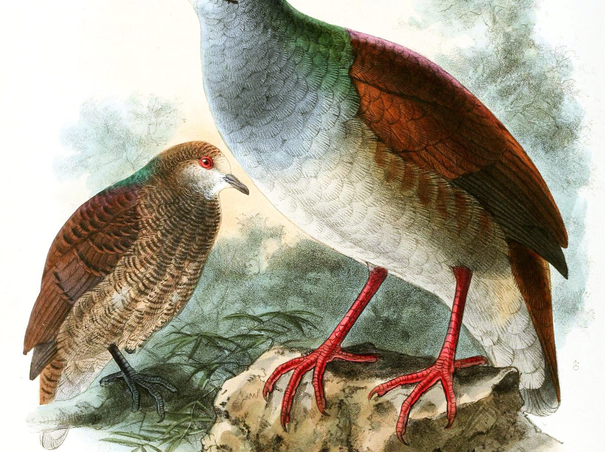 Buff-fronted Quail-Dove