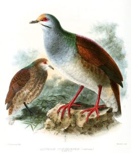 Buff-fronted Quail-Dove