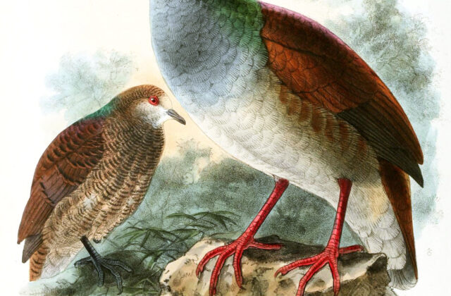 Buff-fronted Quail-Dove