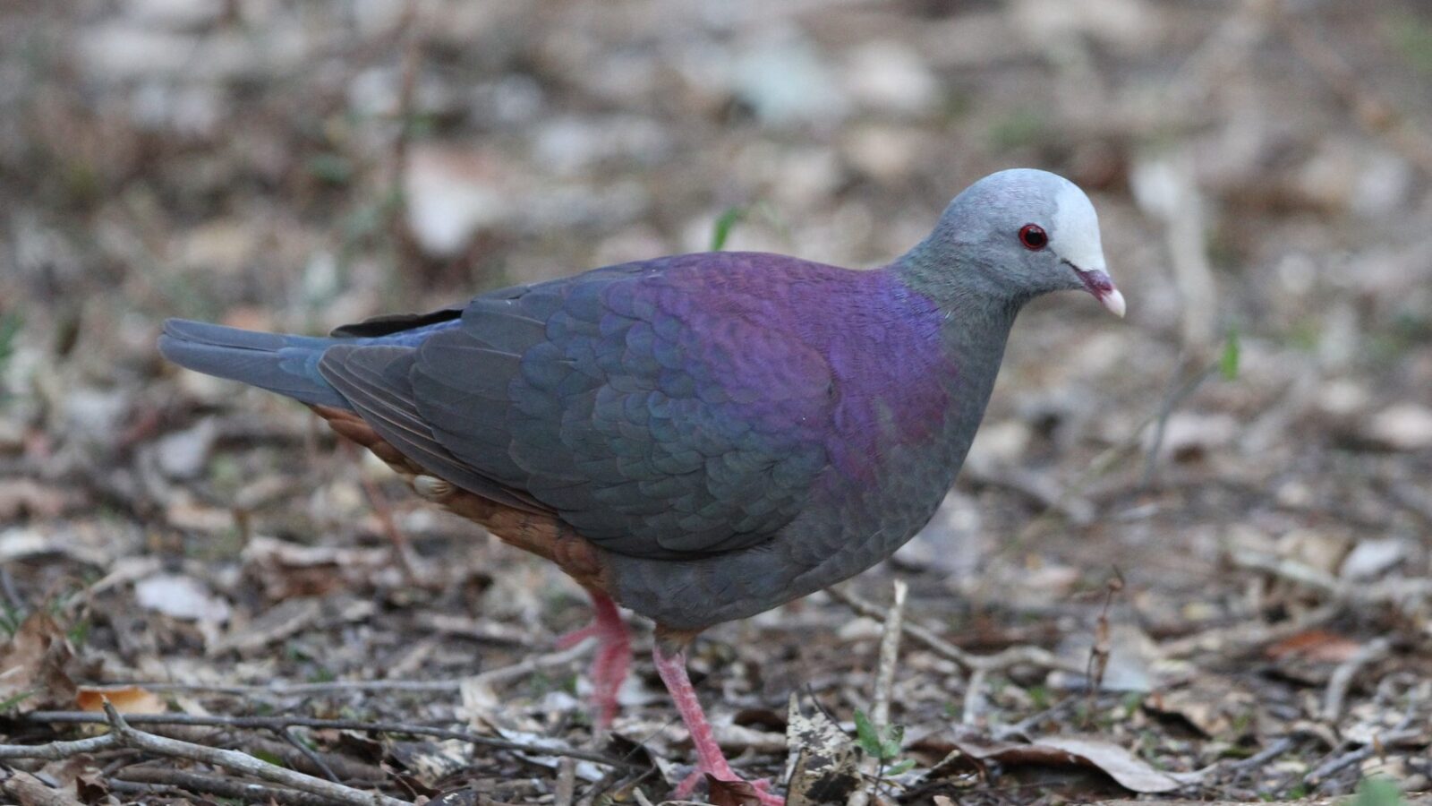 Grey-fronted Quail-Dove