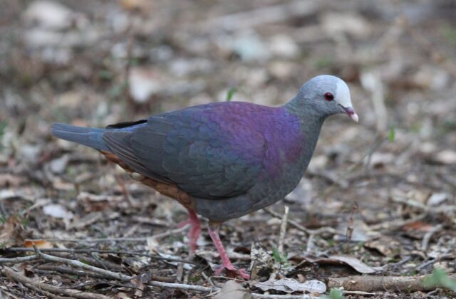 Grey-fronted Quail-Dove