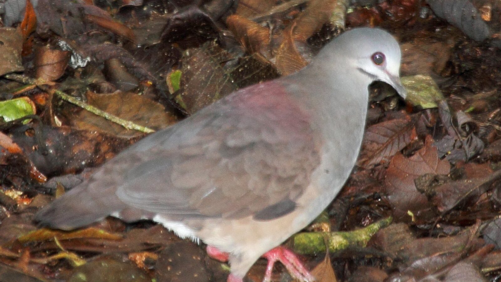Purplish-backed Quail-Dove