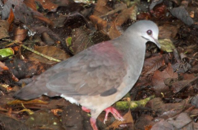 Purplish-backed Quail-Dove