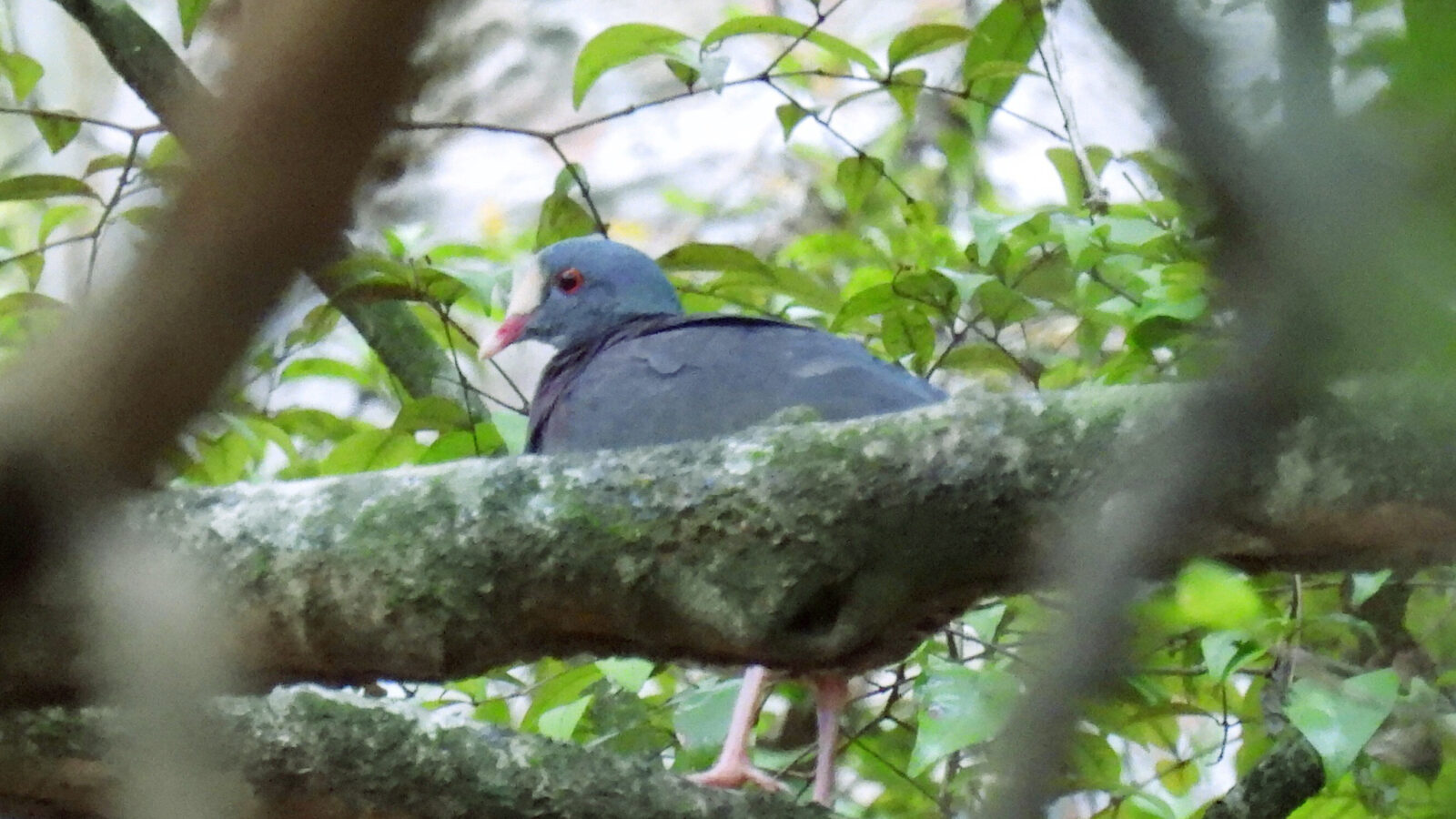 White-fronted Quail-Dove
