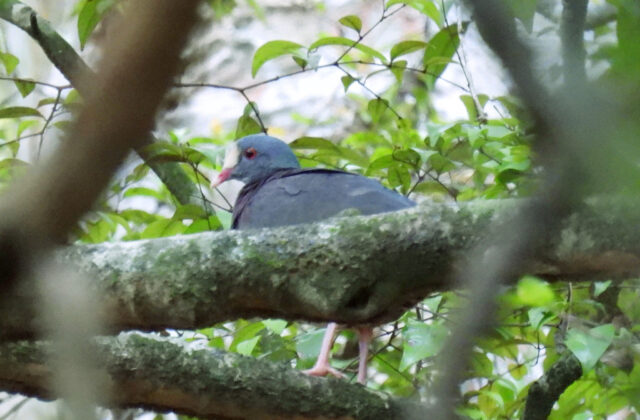 White-fronted Quail-Dove