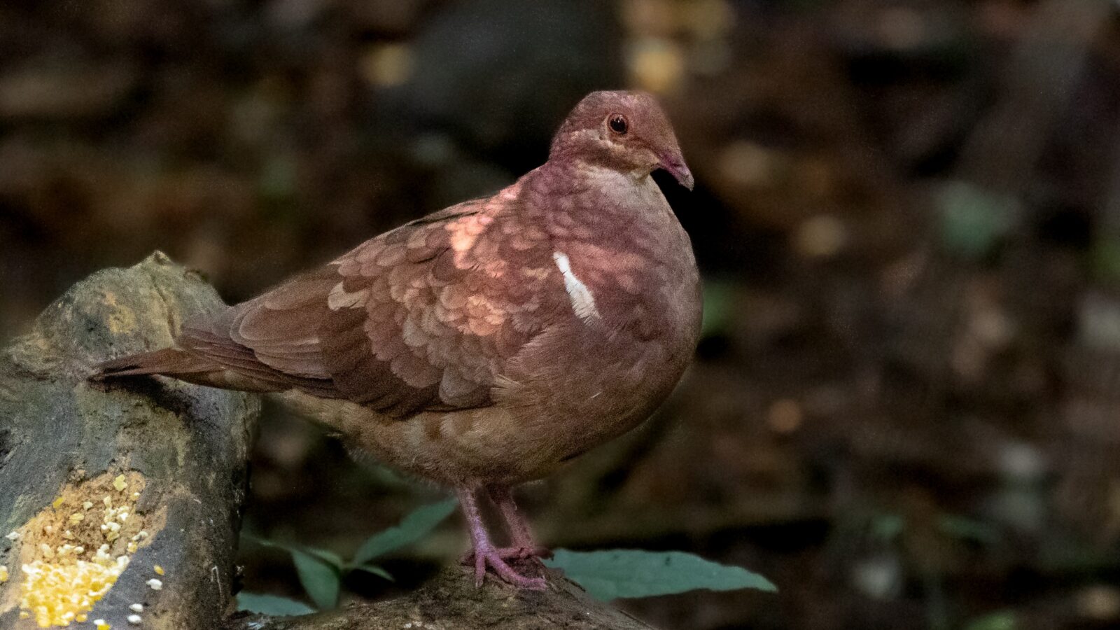 Ruddy Quail-Dove