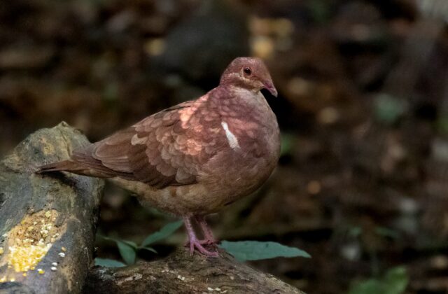 Ruddy Quail-Dove