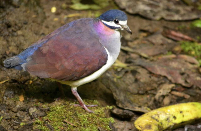 Purple Quail-Dove