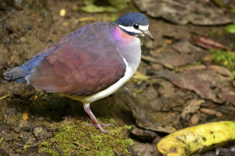 Purple Quail-Dove