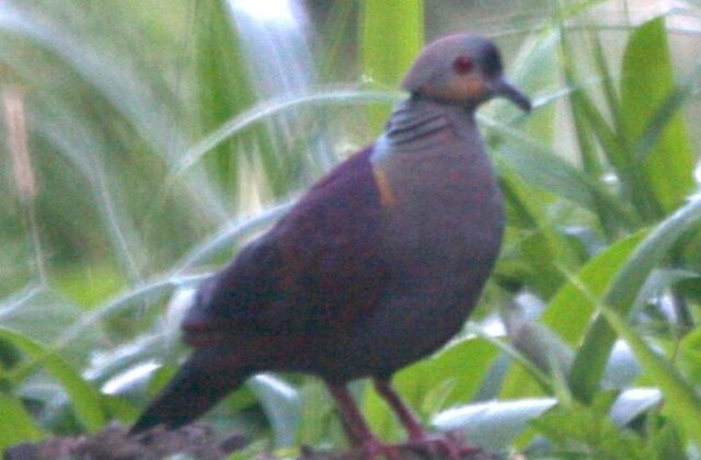 Crested Quail-Dove