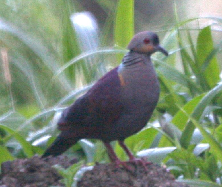 Crested Quail-Dove