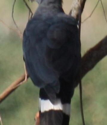 Crane Hawk