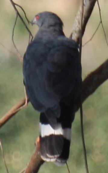 Crane Hawk