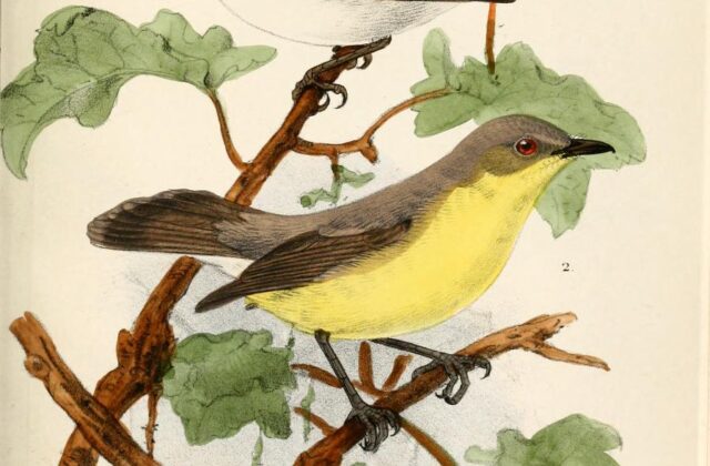 Plain Gerygone