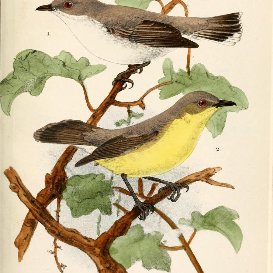 Plain Gerygone
