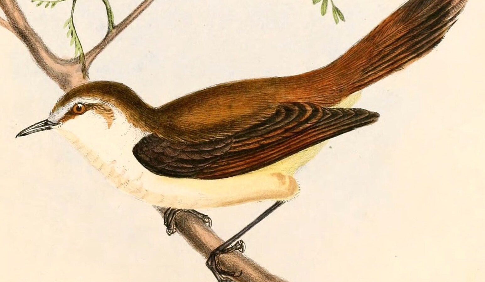 Chatham Islands Gerygone