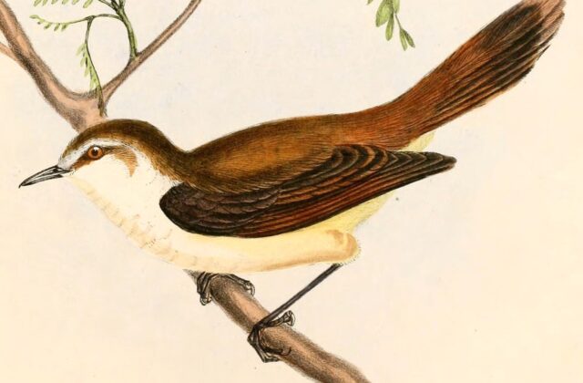 Chatham Islands Gerygone