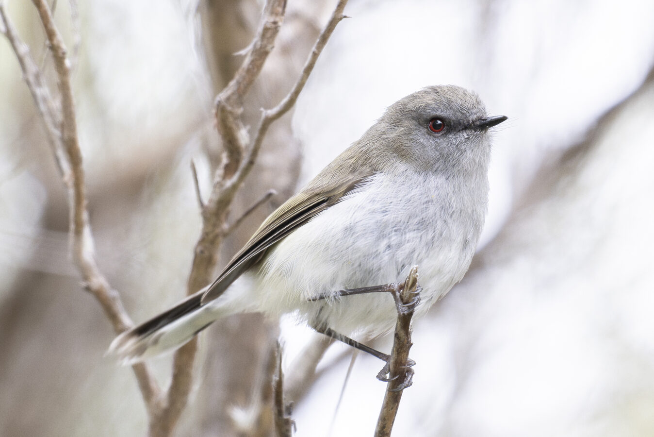 Grey Gerygone
