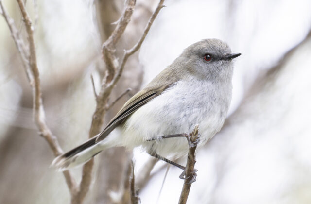 Grey Gerygone