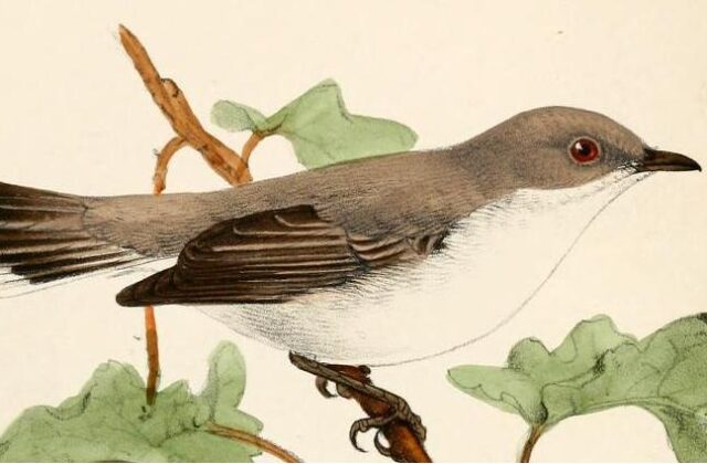 Biak Gerygone