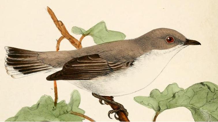Biak Gerygone