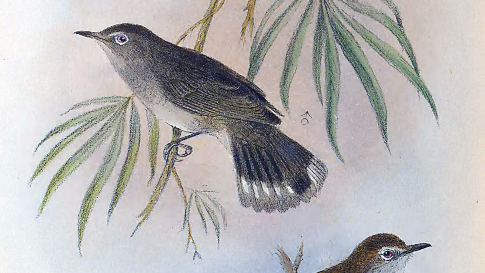 Lord Howe Gerygone