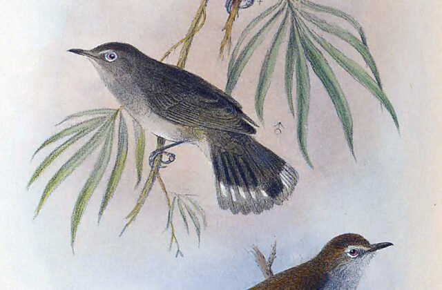 Lord Howe Gerygone