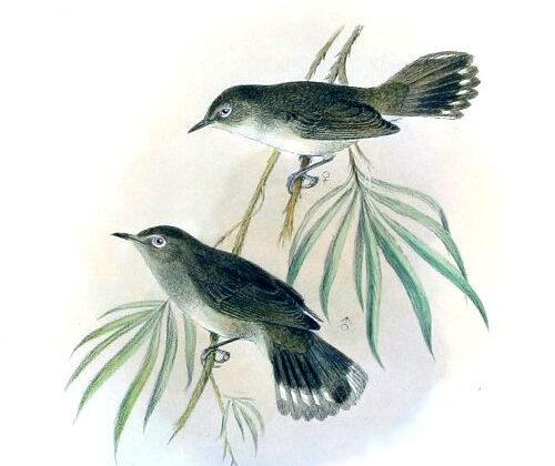 Norfolk Gerygone