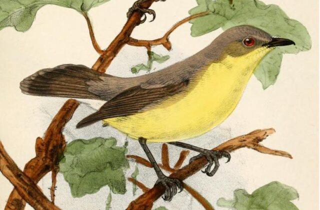 Golden-bellied Gerygone