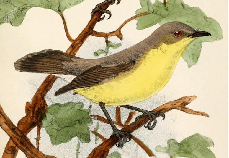 Golden-bellied Gerygone
