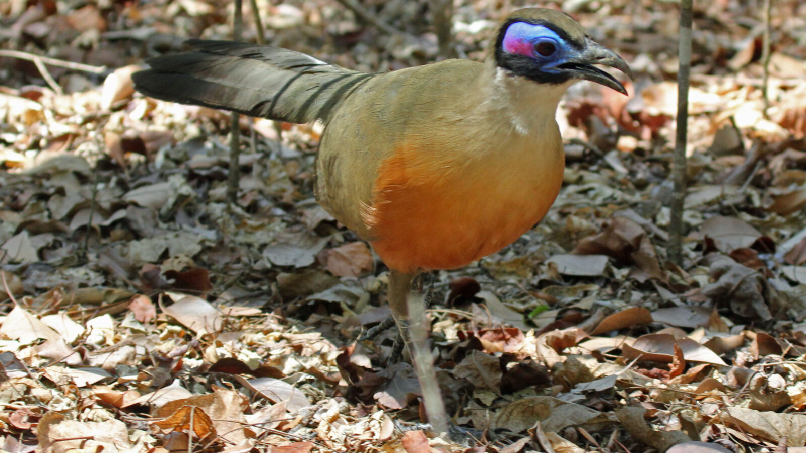 Giant Coua