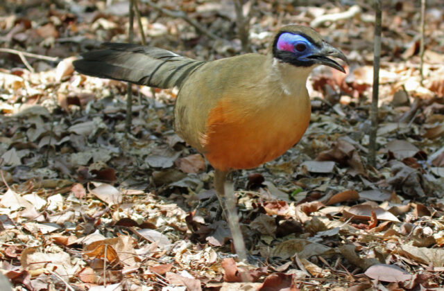 Giant Coua
