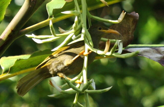 Yellow-billed Giant Honeyeater