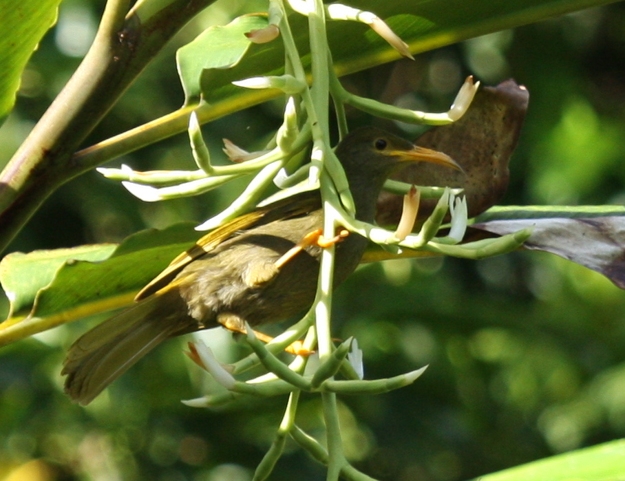 Yellow-billed Giant Honeyeater