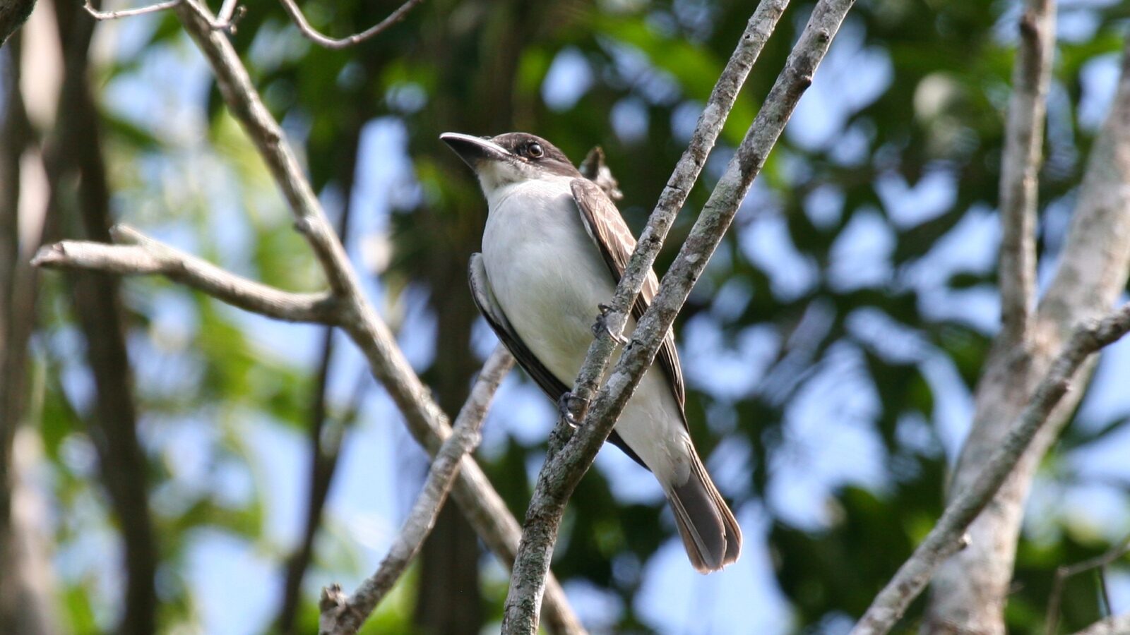 Giant Kingbird