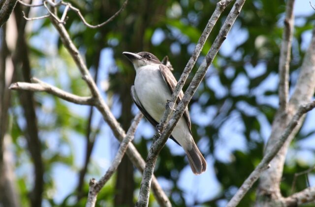 Giant Kingbird