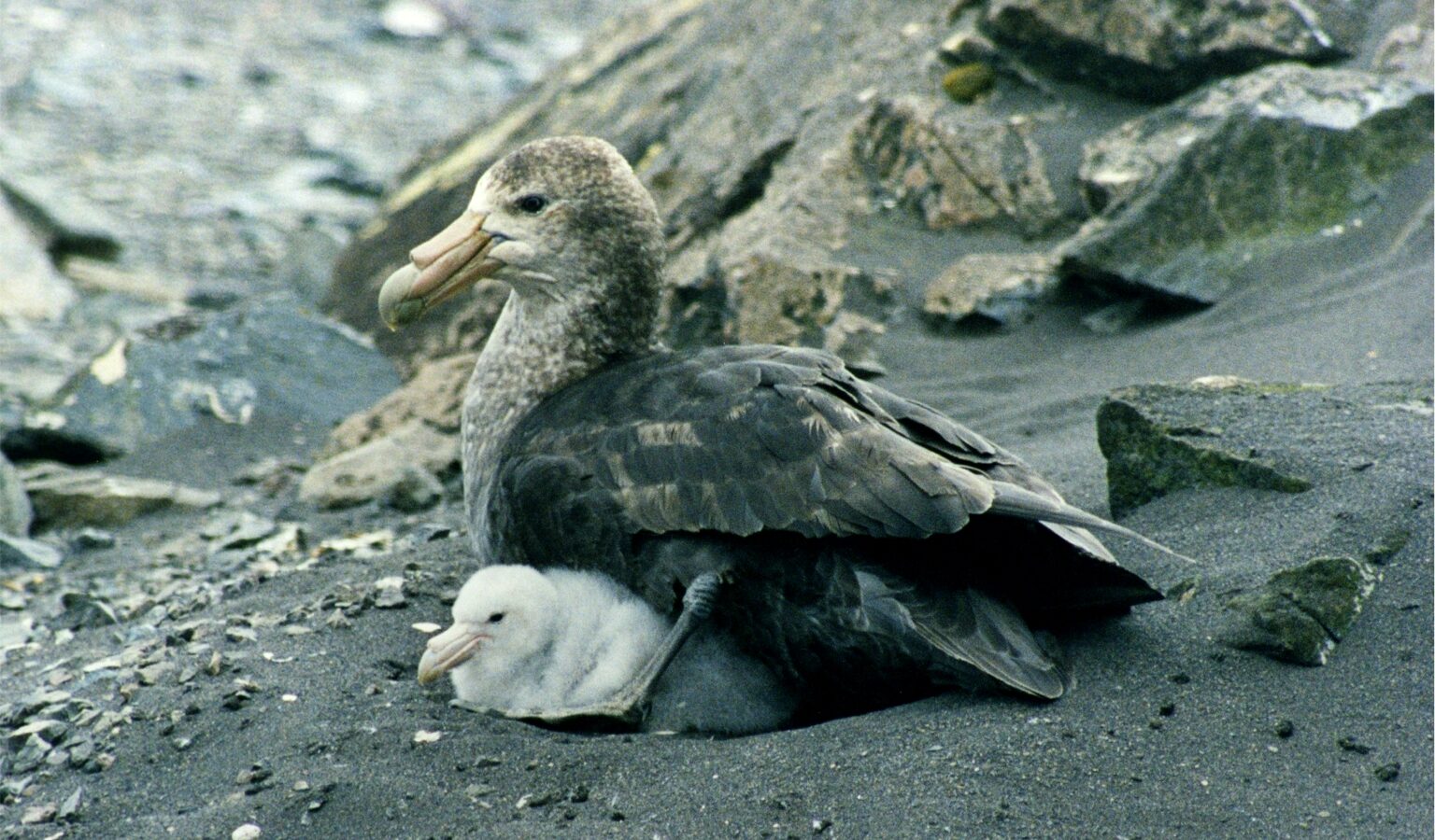 Southern Giant Petrel