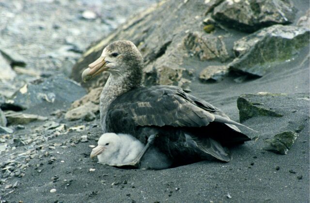 Southern Giant Petrel
