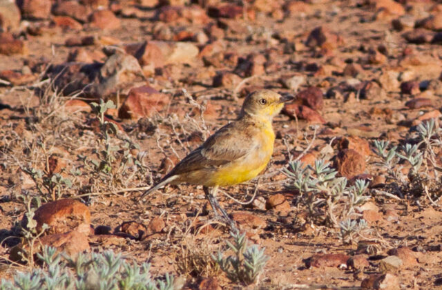 Gibberbird
