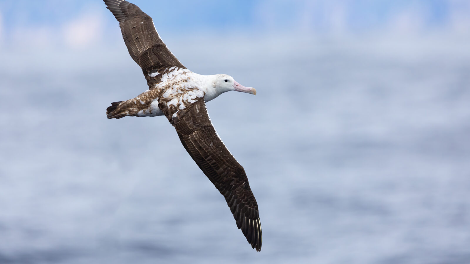 Antipodean Albatross