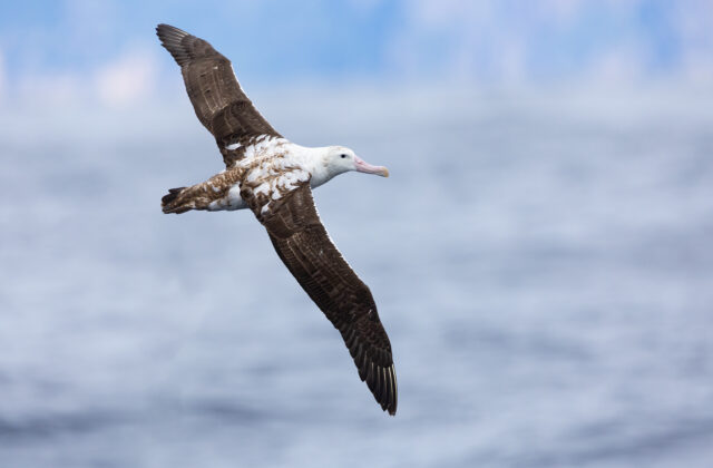 Antipodean Albatross