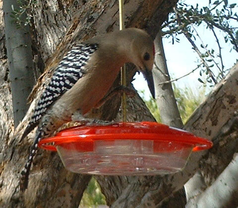 Gila Woodpecker