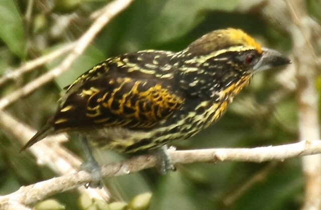 Gilded Barbet