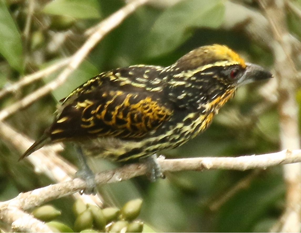 Gilded Barbet