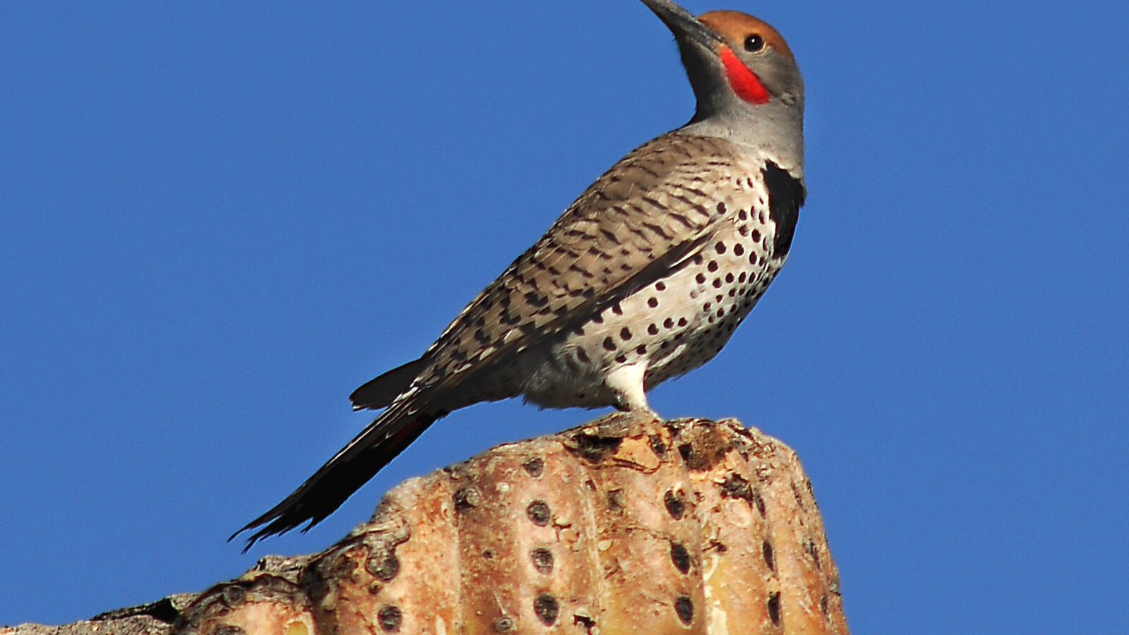 Gilded Flicker