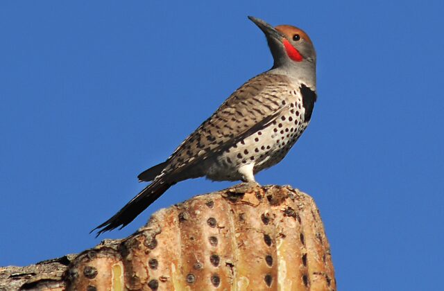 Gilded Flicker