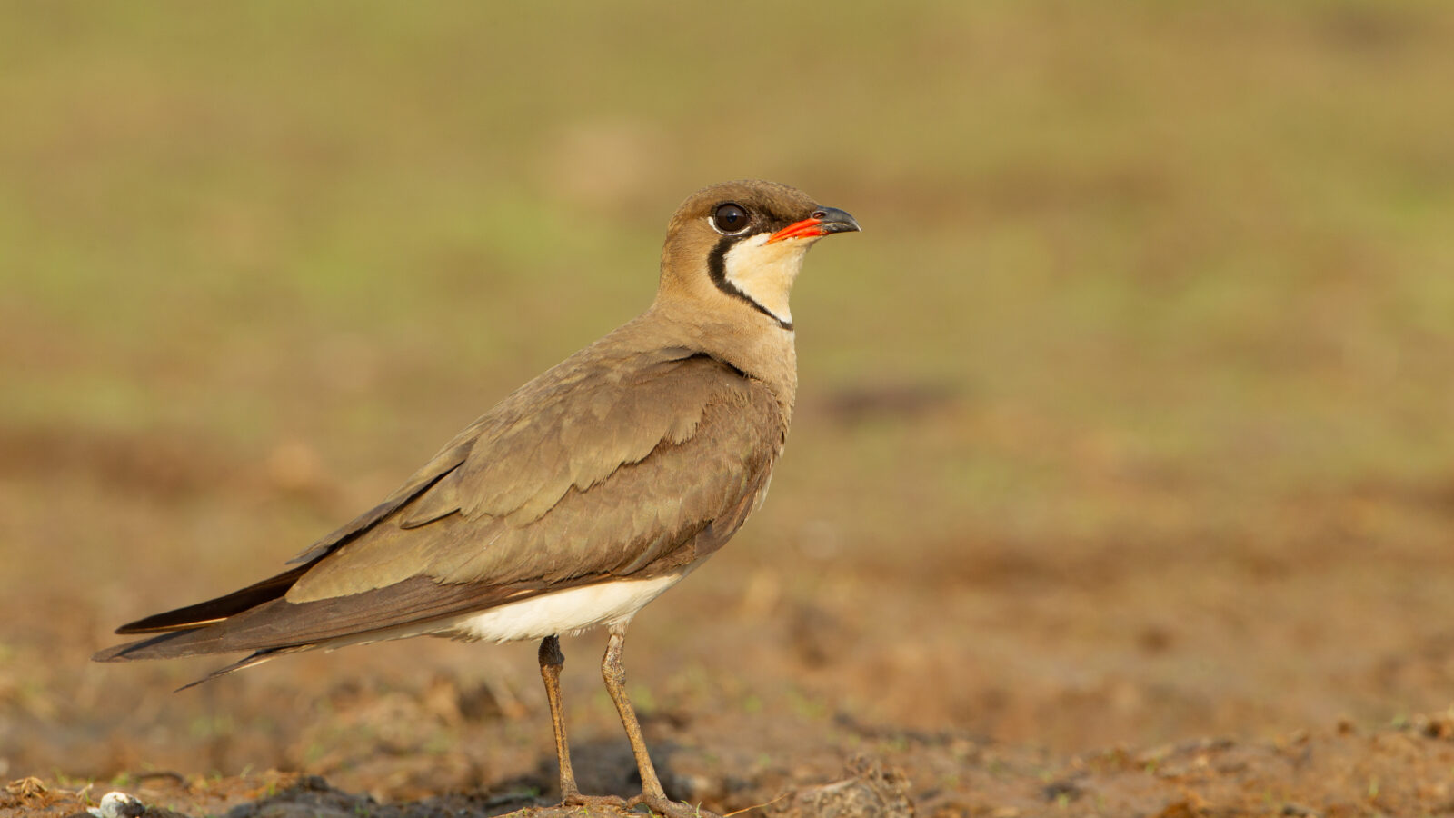 Oriental Pratincole